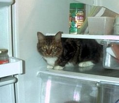 Blake, in the fridge *chillin* hehe