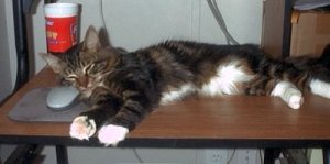Blake sleeping on the mouse