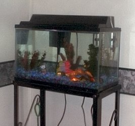 Our fish tank, 10 goldfish 1 pleco and a snail